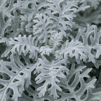 Dusty miller foliage seed mix: silvery gray, feathery leaves close together