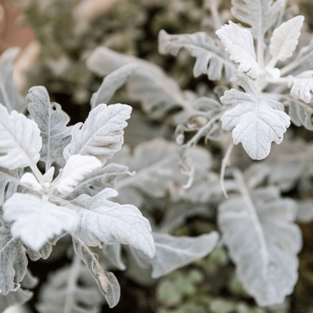 Silvery gray dusty miller leaves on close-up plants
