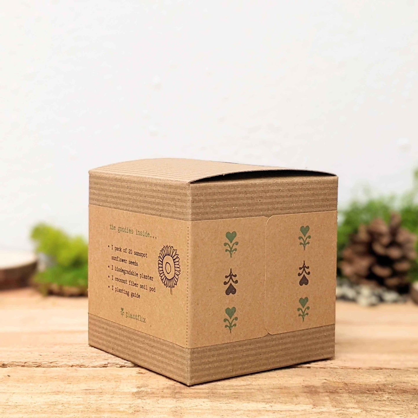 Back of dwarf sunflower seed kit box with instruction text and plant icons