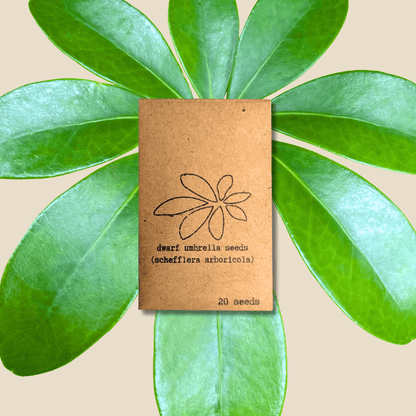 Dwarf umbrella plant seed packet with 20 seeds and leaf flower line art