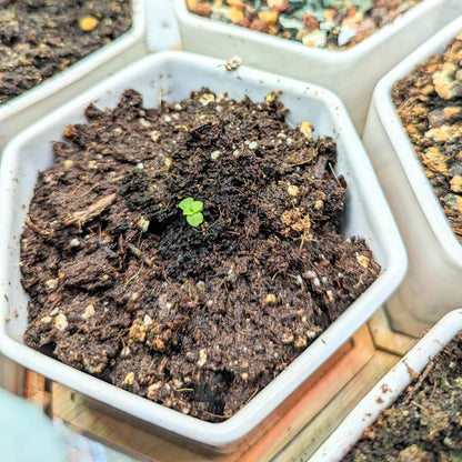 Echeveria Mix seeds tray: dark soil with small green sprout seedlings
