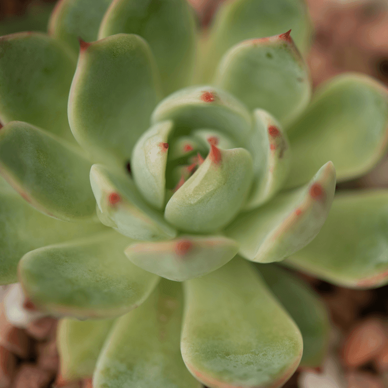 Light green Echeveria rosette close-up with red-tipped leaves