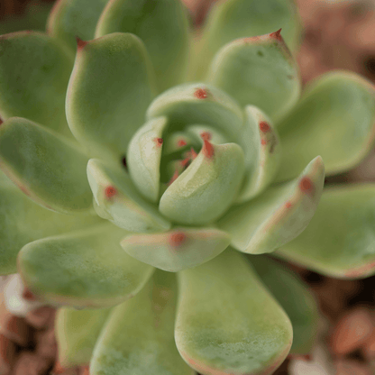 Light green Echeveria rosette close-up with red-tipped leaves