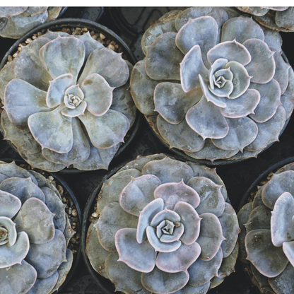 Blue-gray Echeveria rosettes in pots, layered leaf rosettes