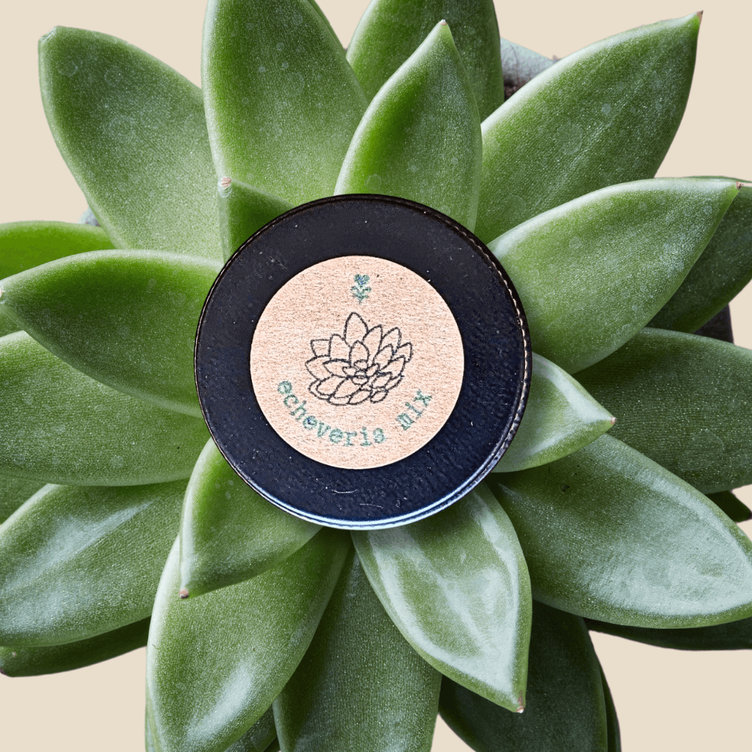 Black Echeveria Mix seeds packet label with green succulent rosette