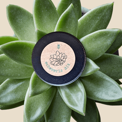 Black Echeveria Mix seeds packet label with green succulent rosette