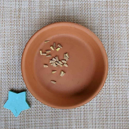Echinacea seeds in a round container with small off-white seed pieces