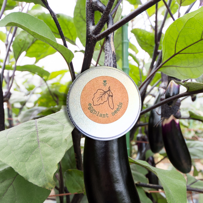 Organic Eggplant Seeds