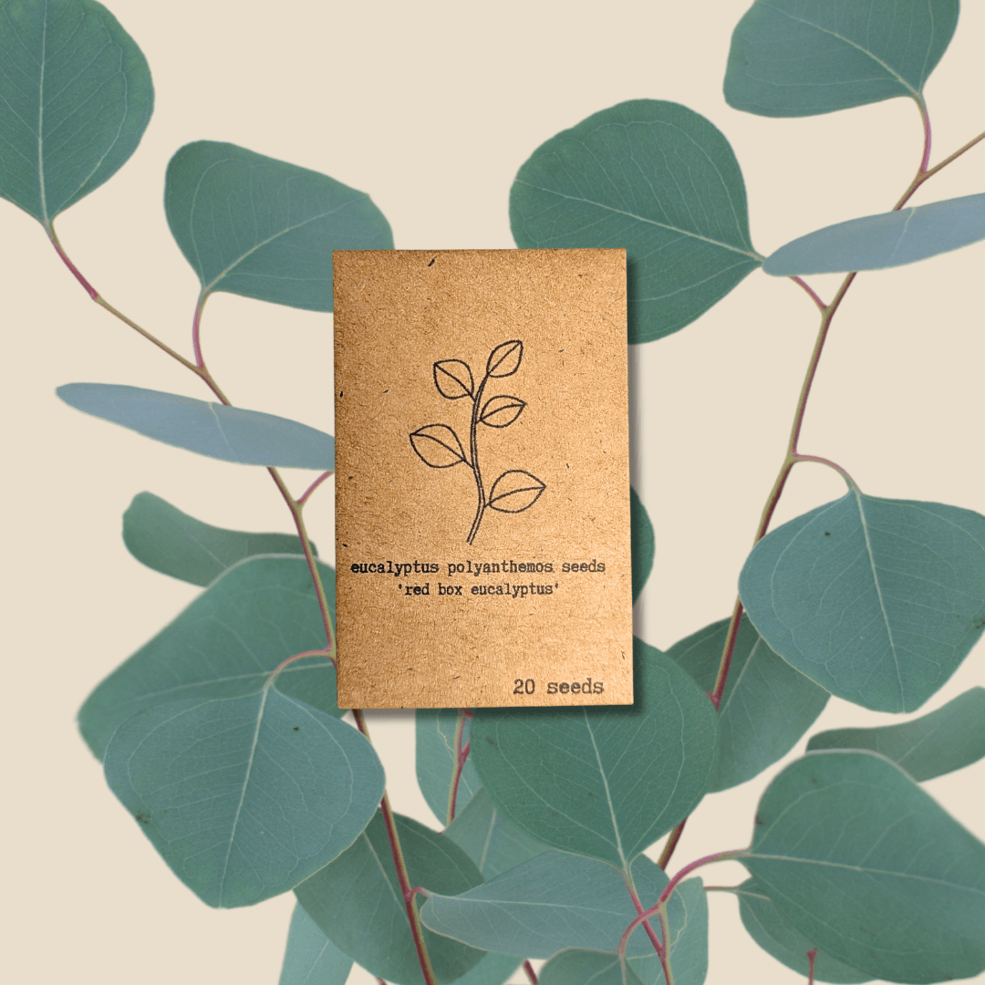 Eucalyptus Polyanthemos 'Silver Plate' seed packet, 20 seeds