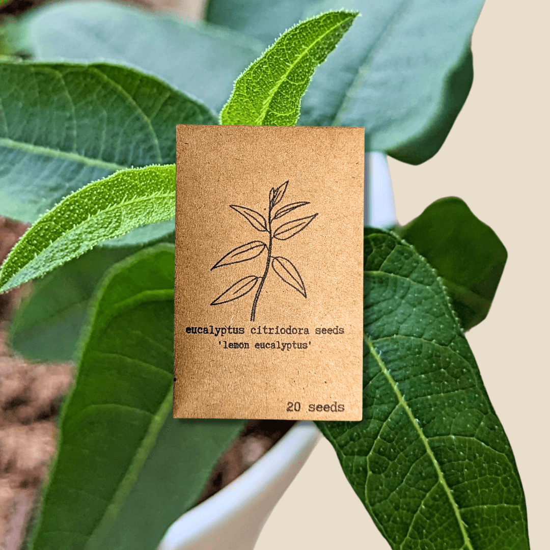 Lemon eucalyptus seed packet with leaf illustration; 20 seeds