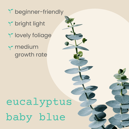 Eucalyptus 'Baby Blue' seedling with round blue-green leaves