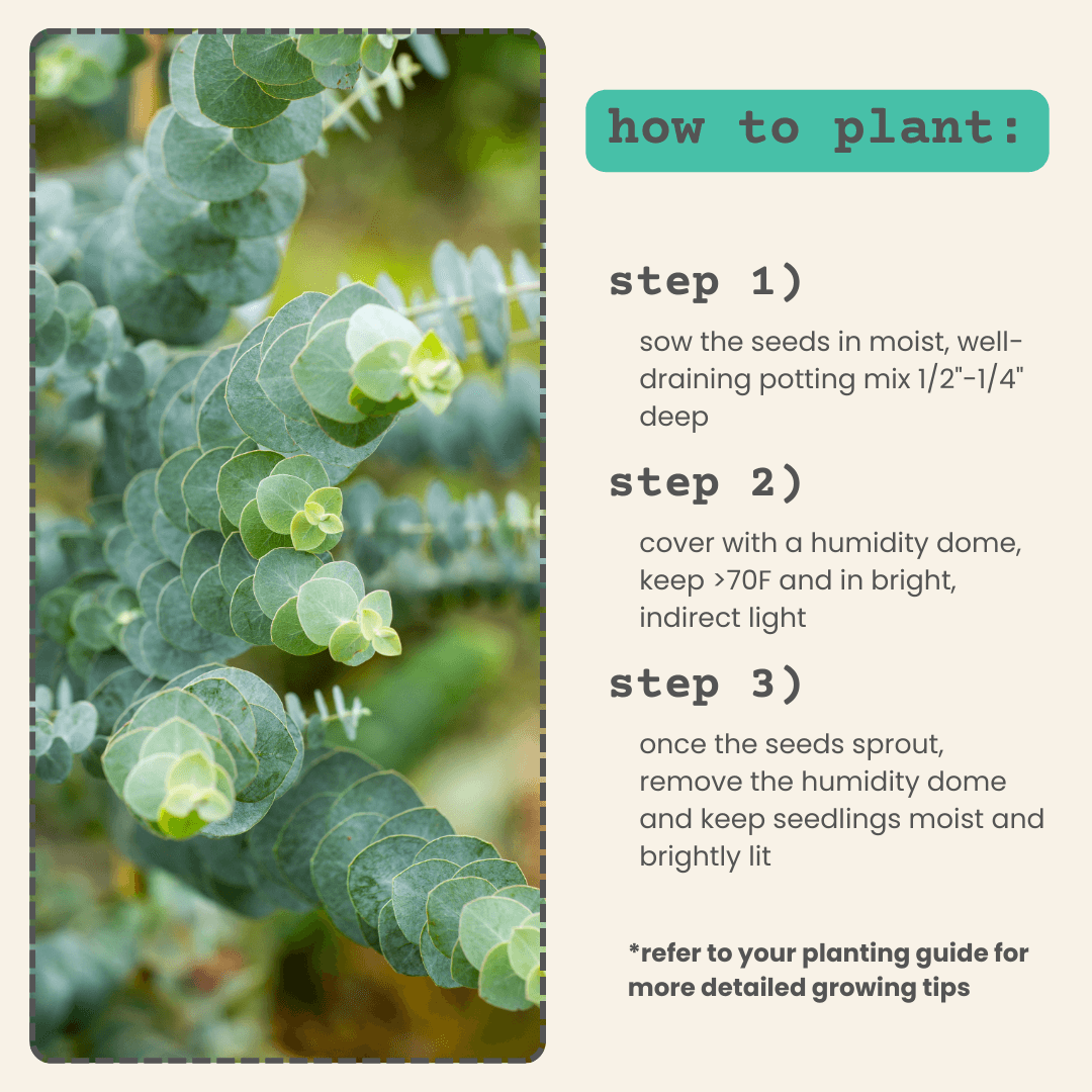 Eucalyptus 'Baby Blue' foliage with planting steps 1–3 text
