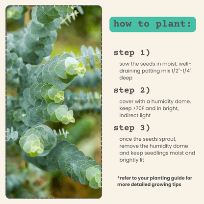 Eucalyptus 'Baby Blue' foliage with planting steps 1–3 text