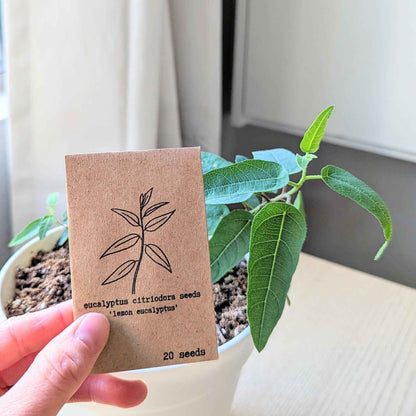 Lemon eucalyptus seed packet held in hand beside growing green seedlings
