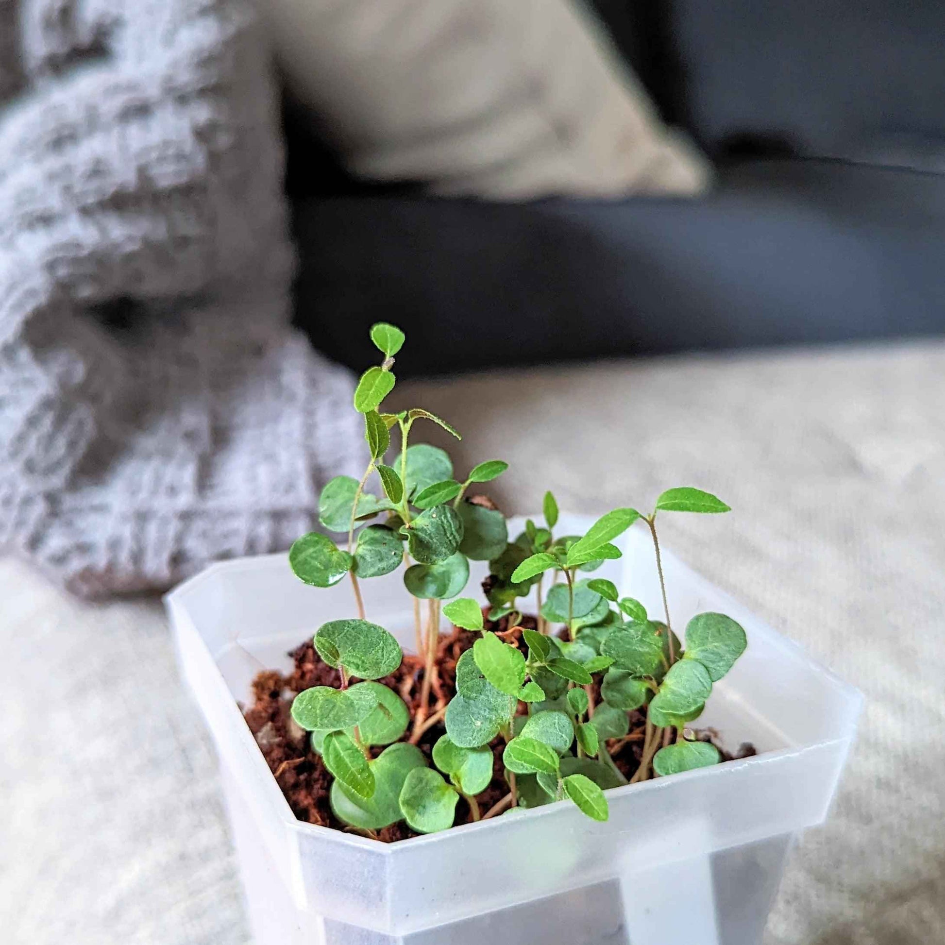 Young lemon eucalyptus seedlings in a white plastic growing tray