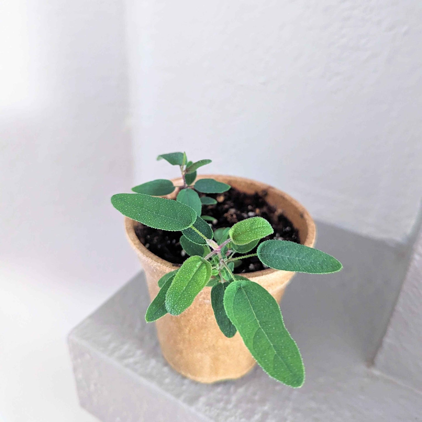 Young lemon eucalyptus plant with multiple green leaves in a pot
