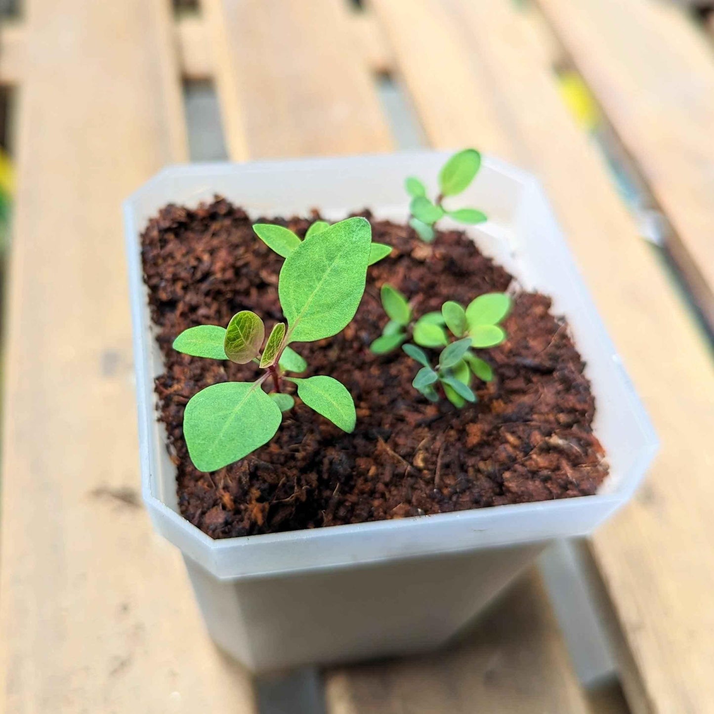 Eucalyptus seedlings in seed tray with new green leaves