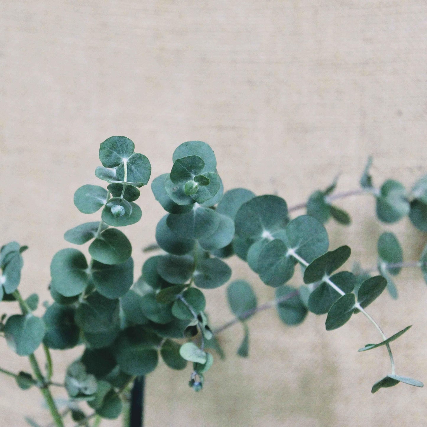 Eucalyptus 'Baby Blue' plant with dense round blue-green leaves