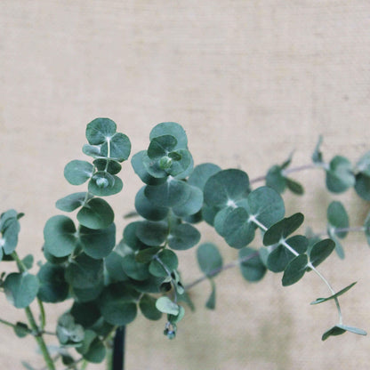 Eucalyptus 'Baby Blue' plant with dense round blue-green leaves