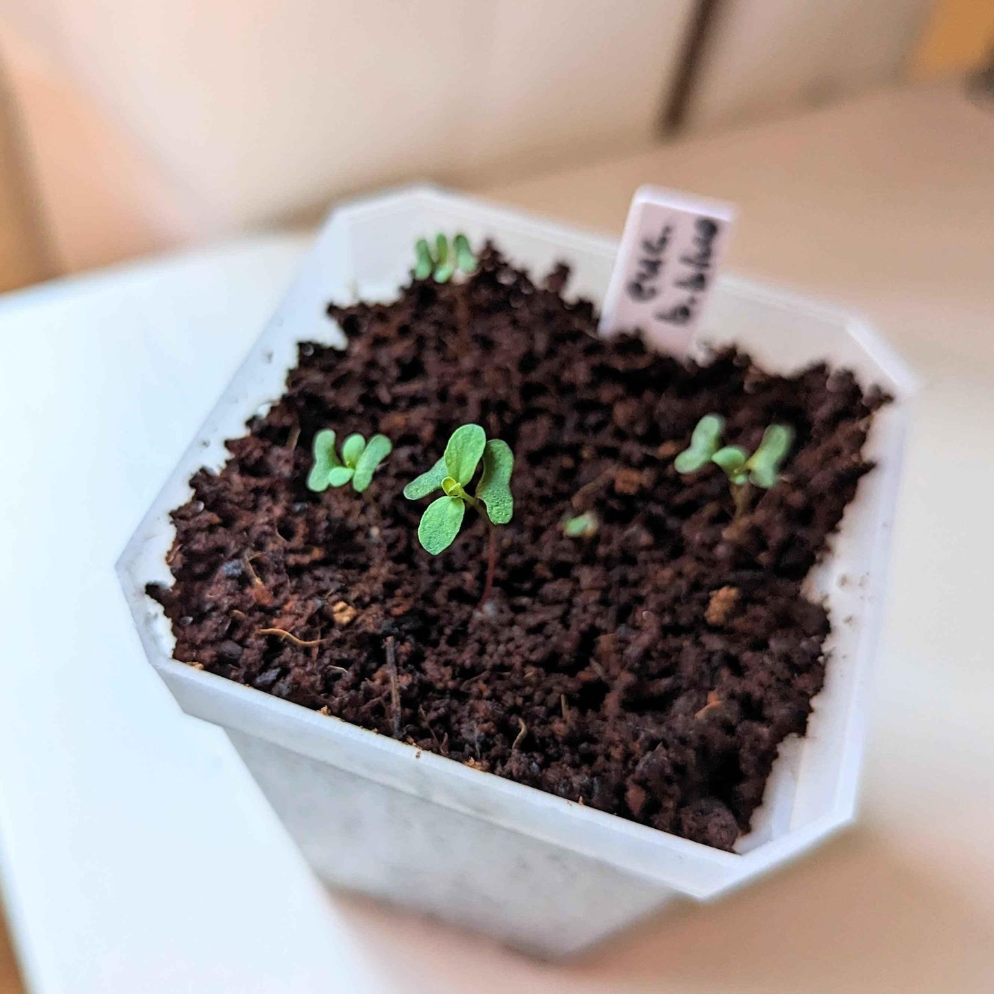 Eucalyptus 'Baby Blue' seedlings in a seed tray with dark soil