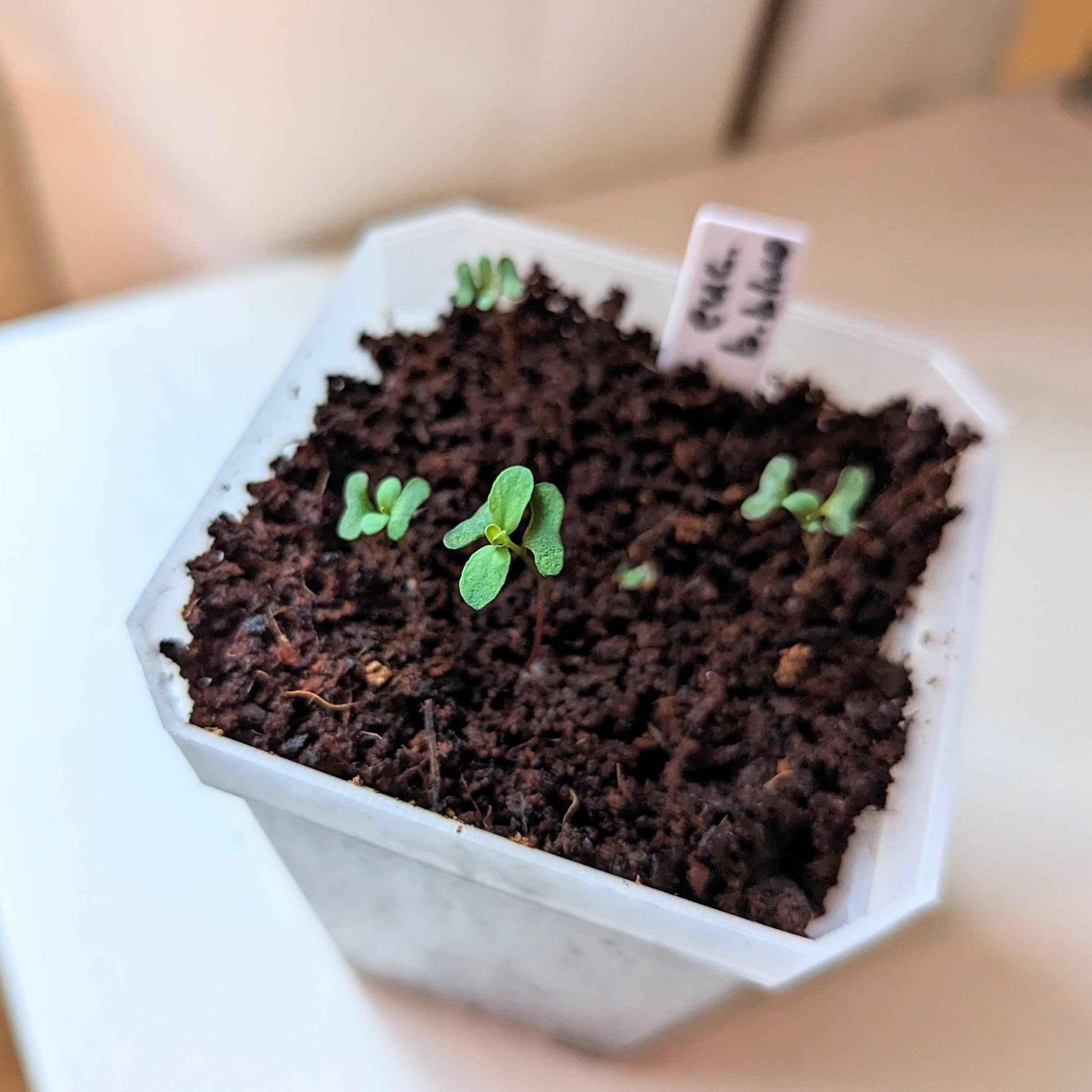Eucalyptus 'Baby Blue' seedlings in a seed tray with dark soil