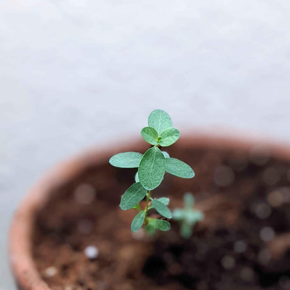 Eucalyptus 'Baby Blue' young plant with small round leaves