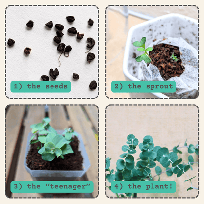 Eucalyptus 'Baby Blue' planting steps: seeds, sprout, teen plant, mature plant