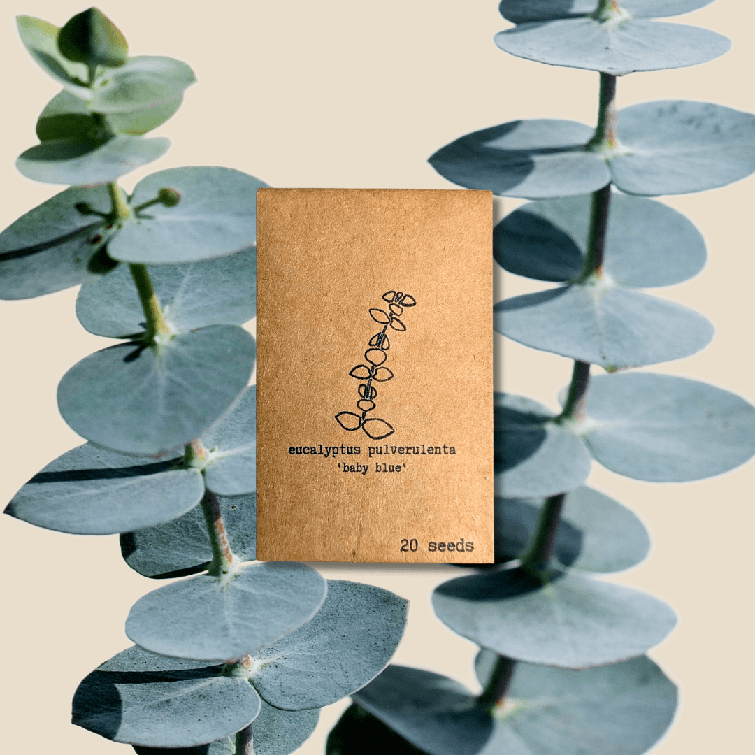 Eucalyptus Pulverulenta 'Baby Blue' seeds packet, 20 seeds