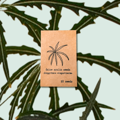 False aralia seed packet with plant icon, 20 seeds