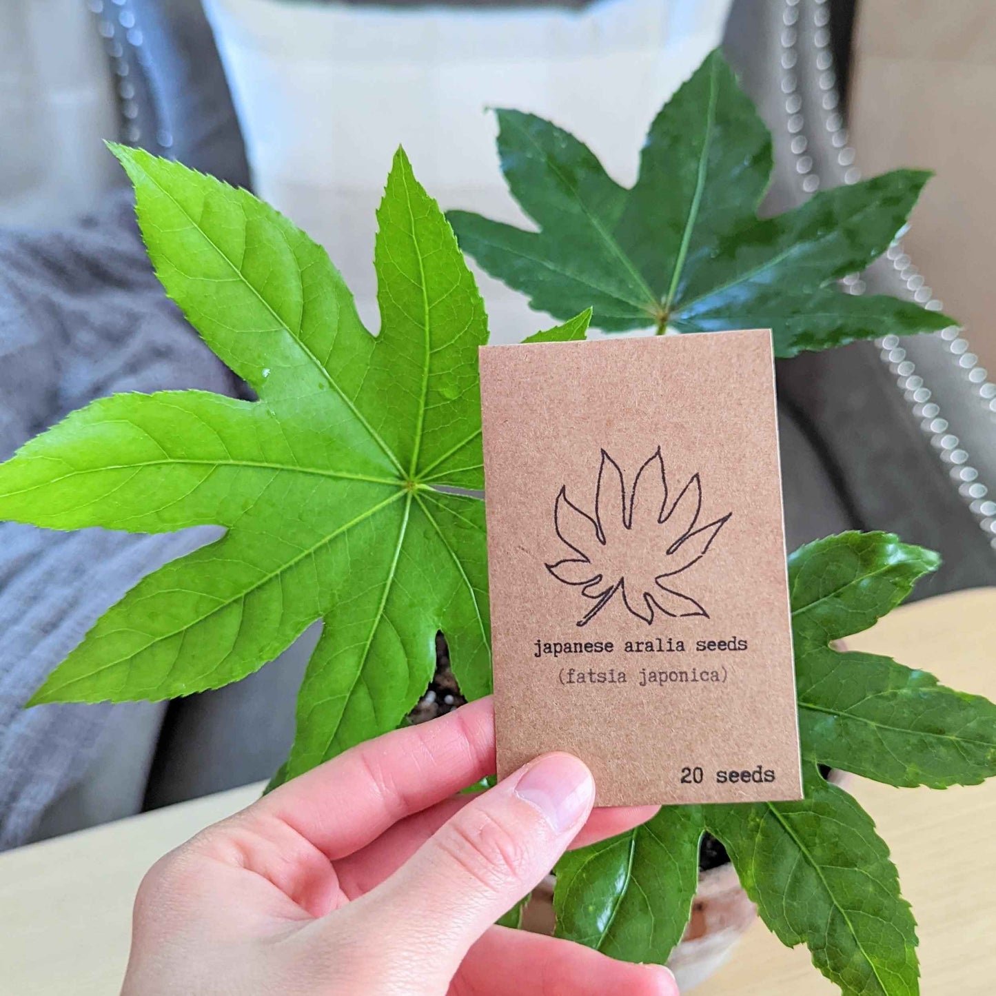 Seed packet for Japanese aralia (Fatsia japonica), 20 seeds