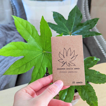 Seed packet for Japanese aralia (Fatsia japonica), 20 seeds