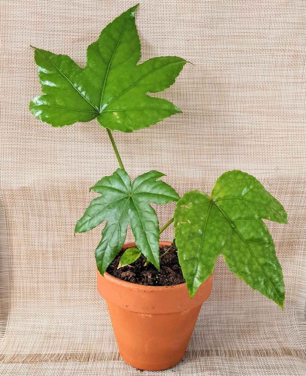 Japanese aralia plant in terracotta pot, glossy green lobed leaves