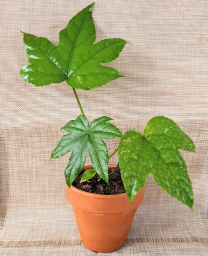 Japanese aralia plant in terracotta pot, glossy green lobed leaves