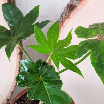 Japanese aralia leaves on young plant, fan-shaped lobes in green