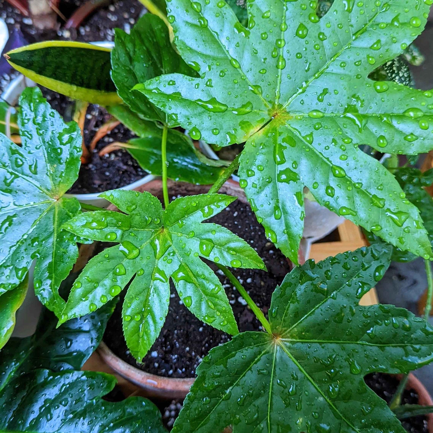 Japanese aralia foliage with raindrops, glossy green lobed leaves