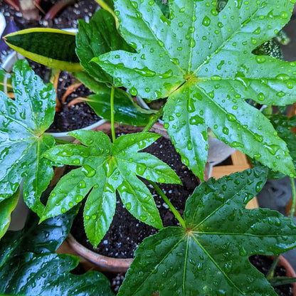 Japanese aralia foliage with raindrops, glossy green lobed leaves