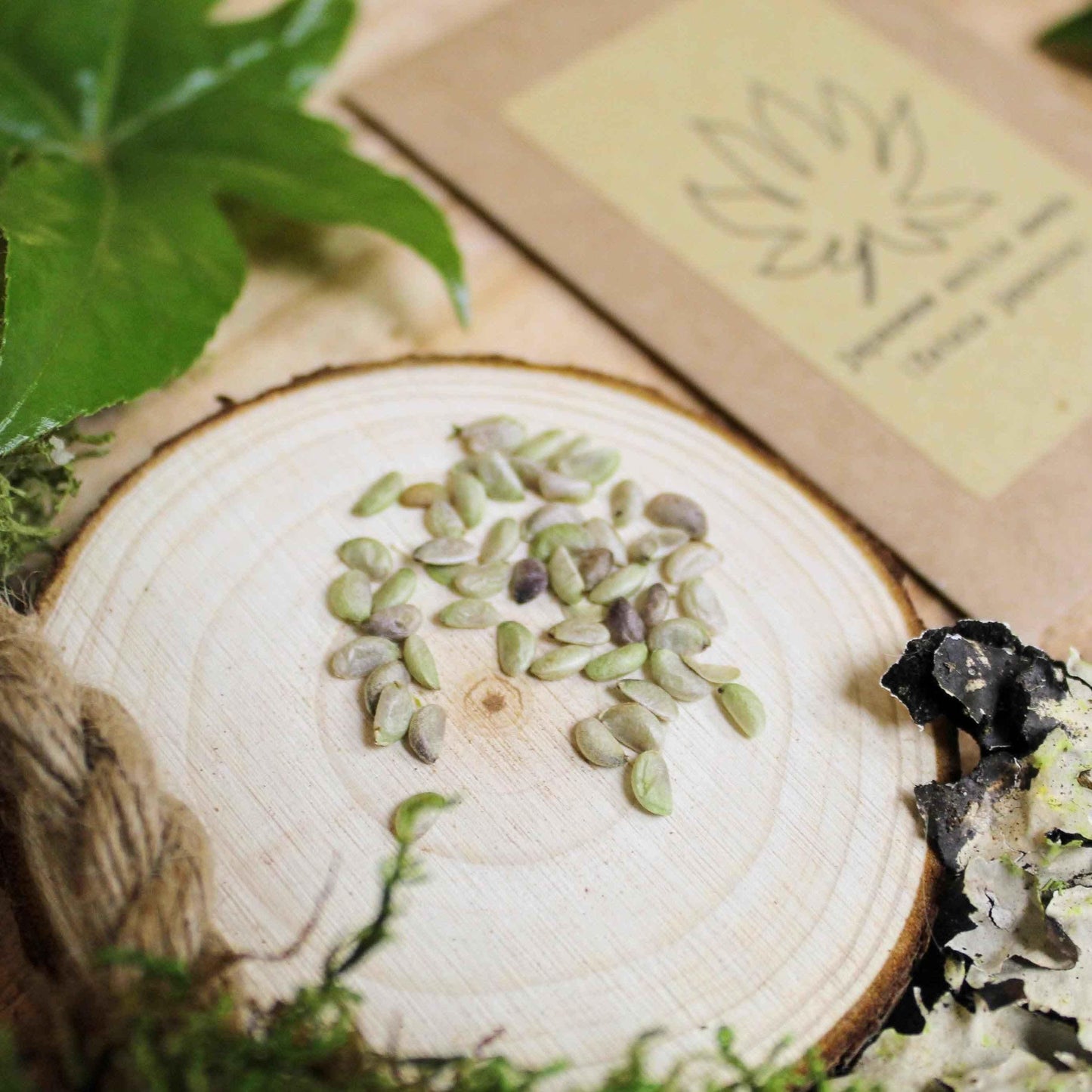 Japanese aralia seeds scattered on a wooden slice