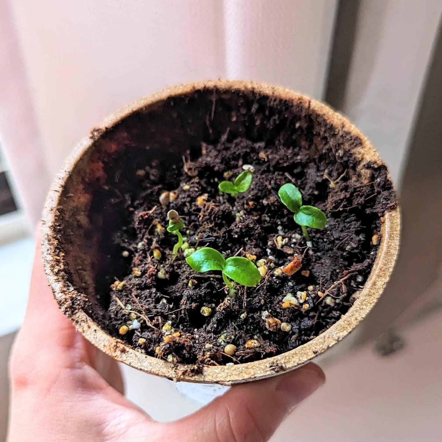Young Fatsia japonica seedlings in a small pot with dark soil