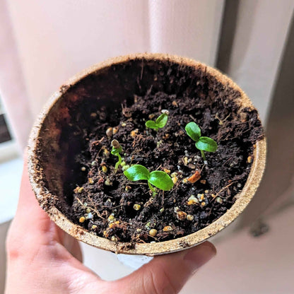 Young Fatsia japonica seedlings in a small pot with dark soil