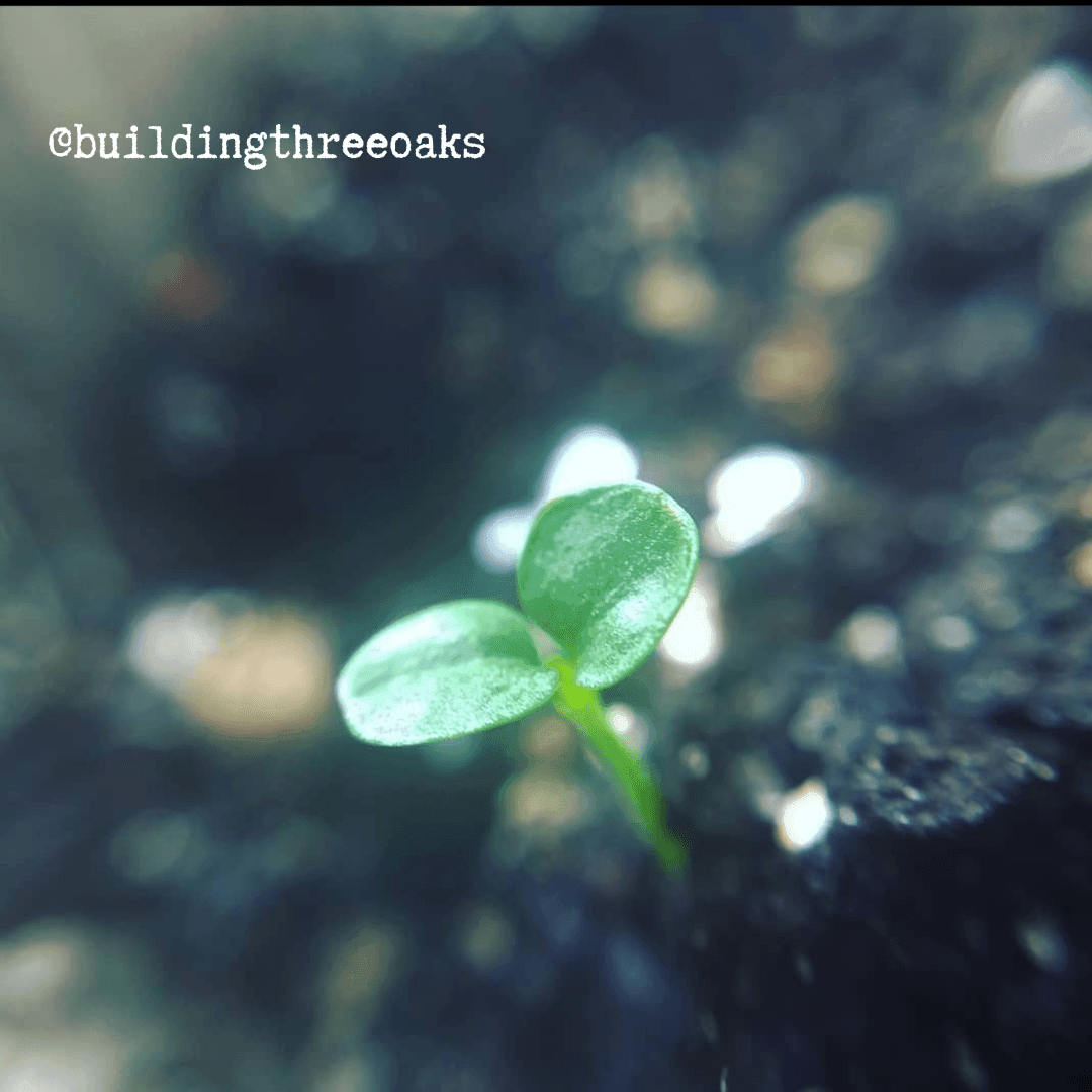Japanese aralia seedling sprout with two bright green leaves