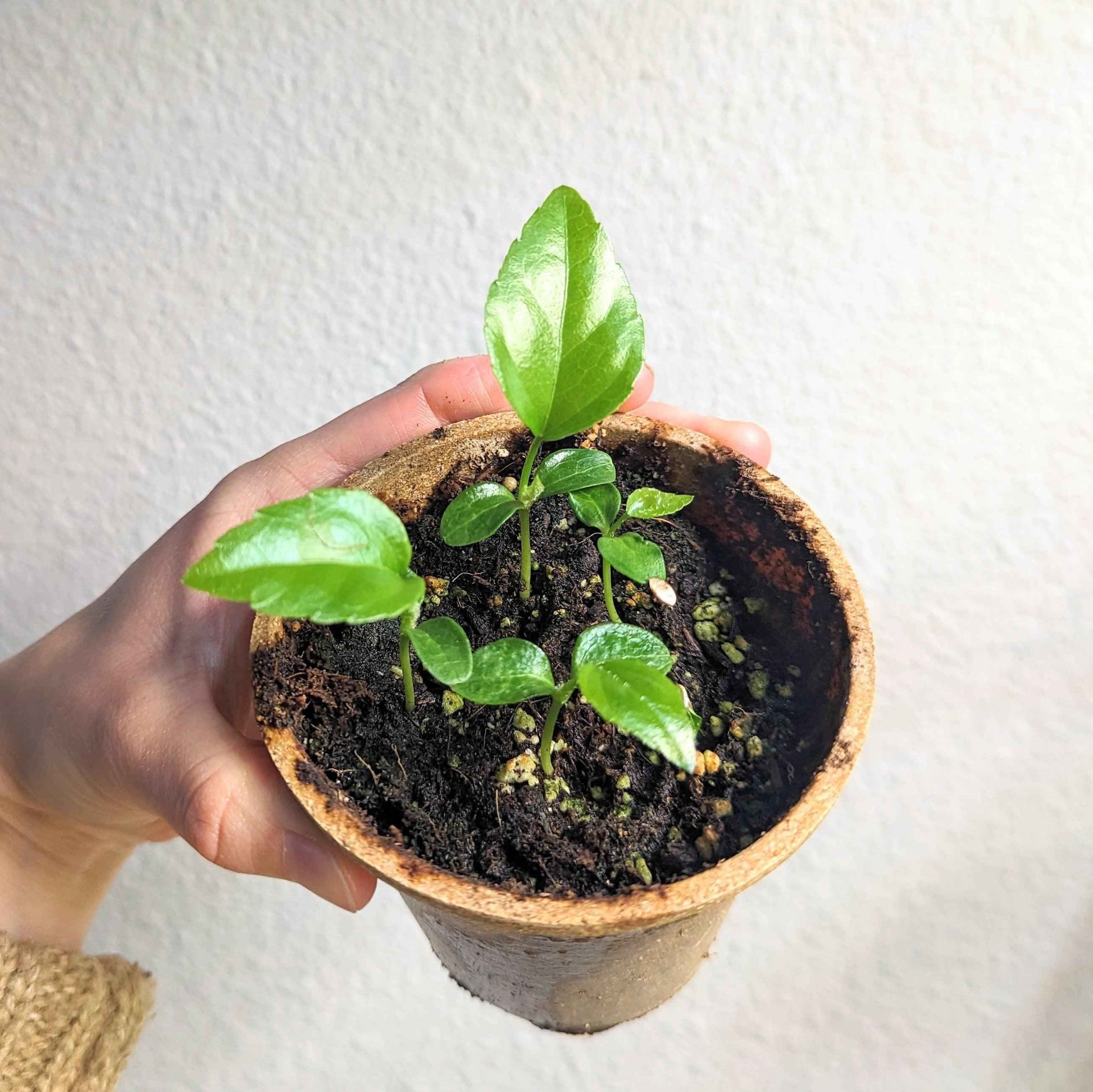 Fatsia japonica seedlings in a small pot with several tiny green leaves