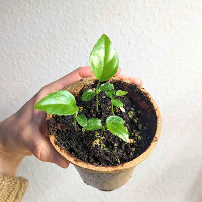 Fatsia japonica seedlings in a small pot with several tiny green leaves