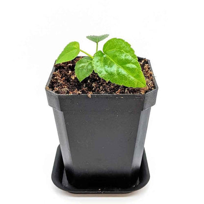 Young Fatsia japonica plant with broad green leaves in a black pot