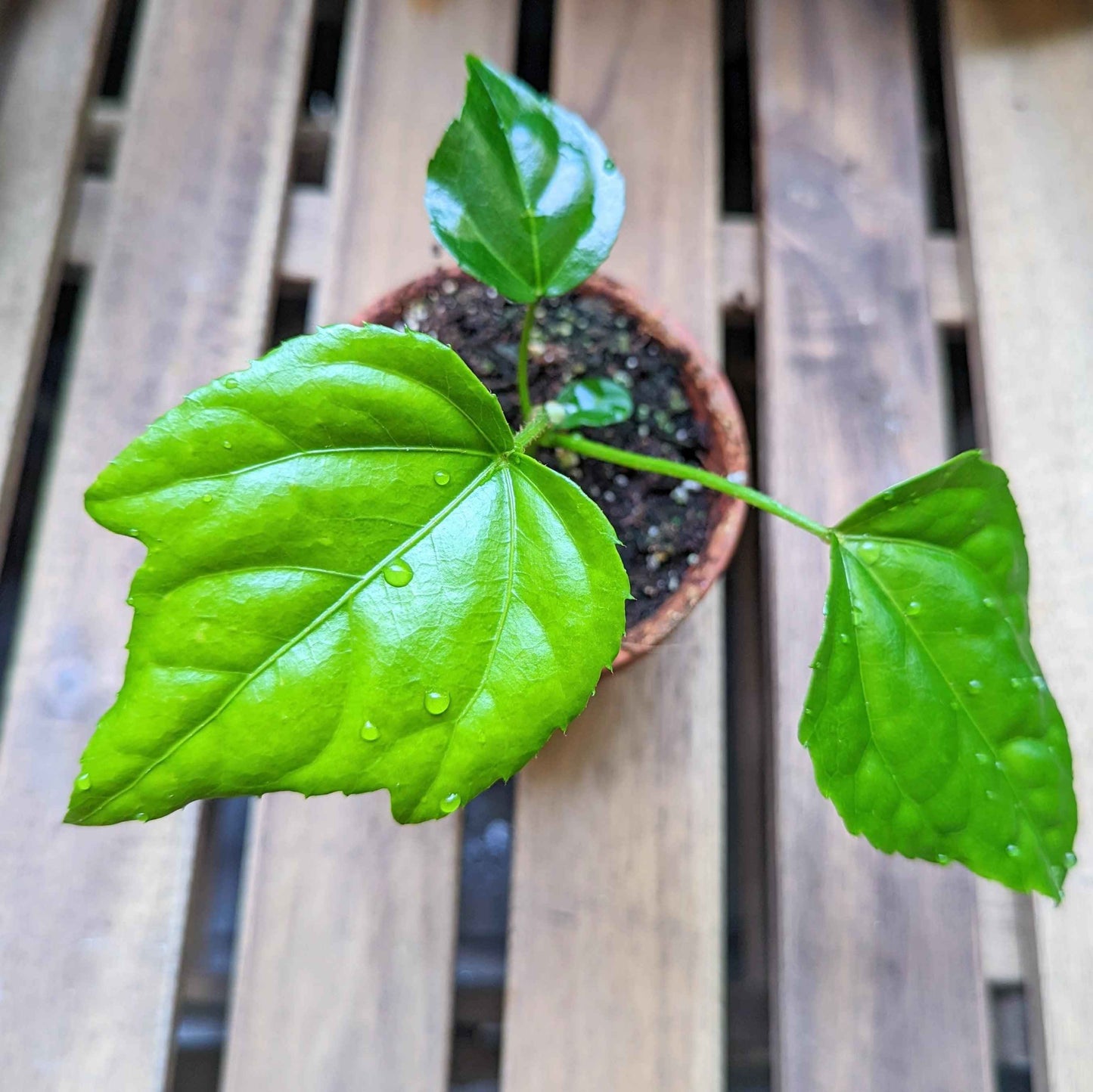 Japanese aralia leaves on a small plant with visible water droplets