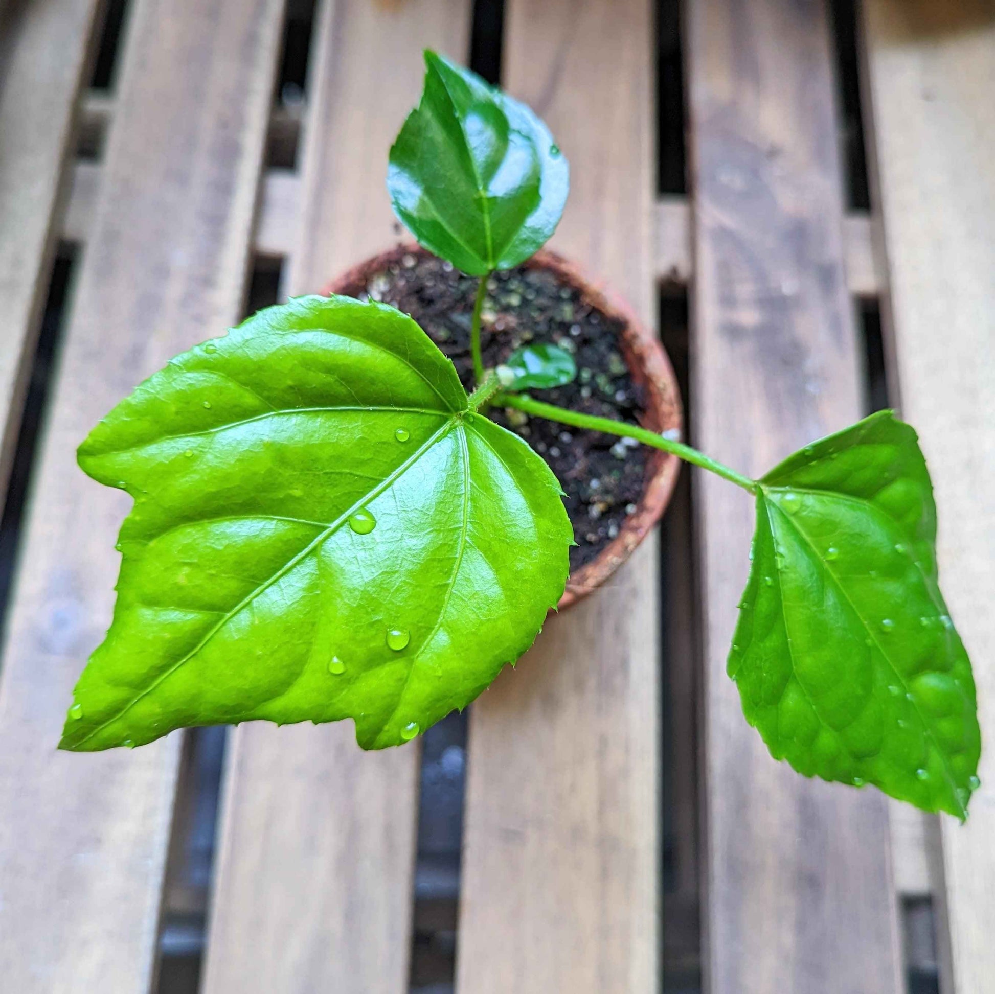 Japanese aralia leaves on a small plant with visible water droplets