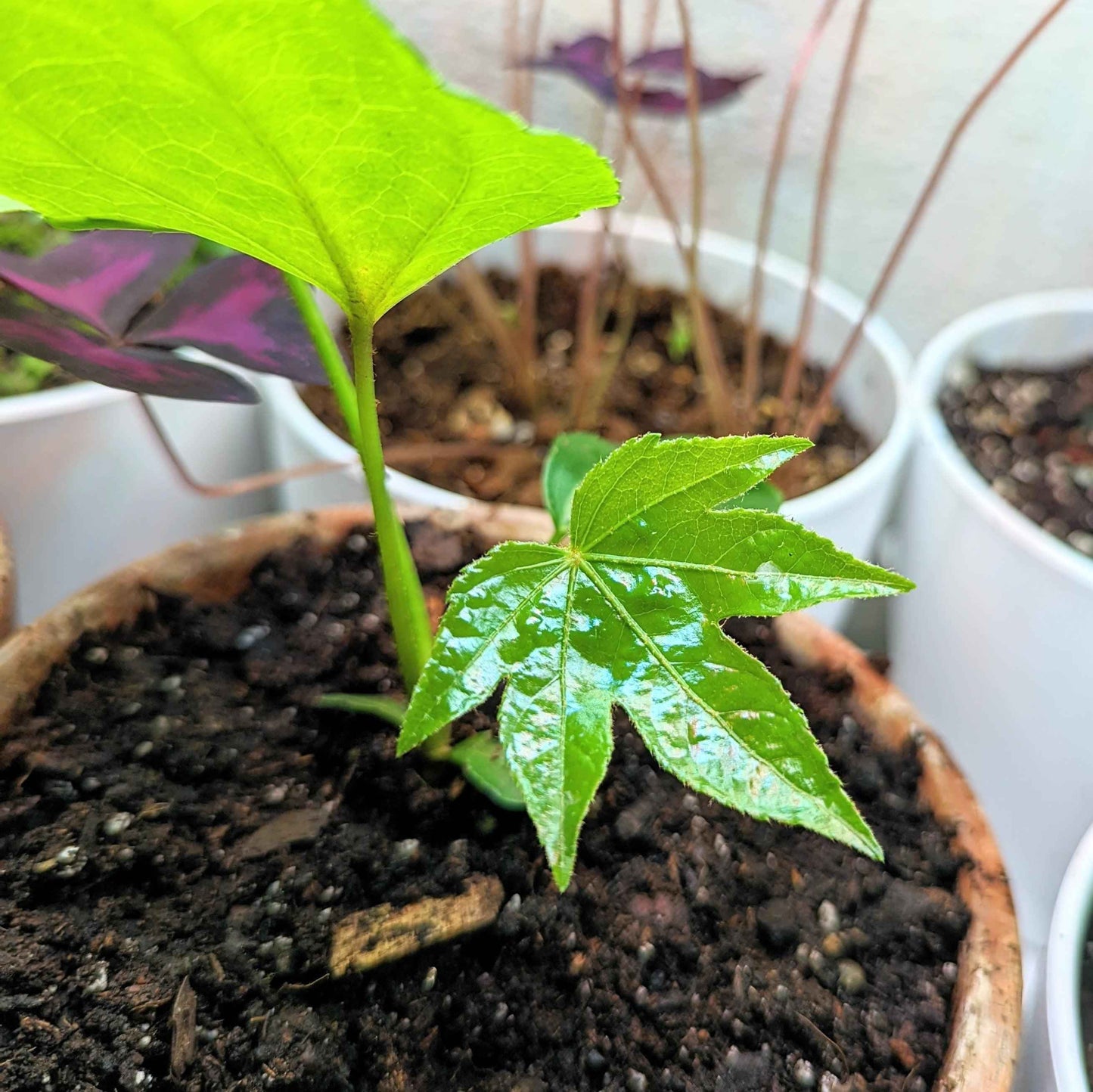 Japanese aralia seedlings in pot, bright green lobed leaves