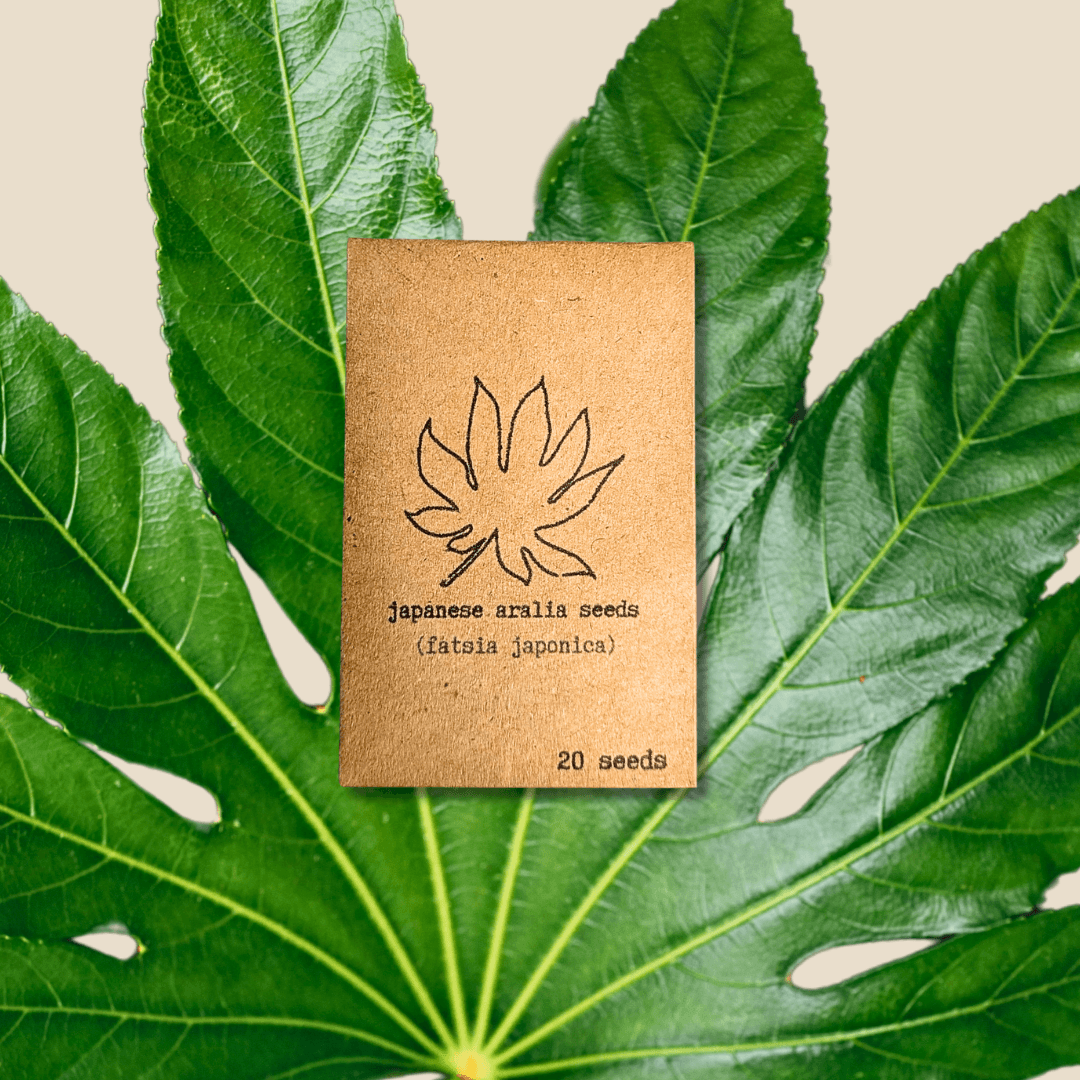 Fatsia japonica “Japanese aralia” seeds packet, 20 seeds