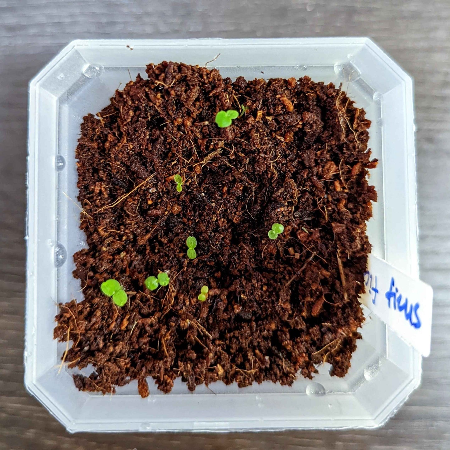 Ficus 'Fig Tree' Seeds