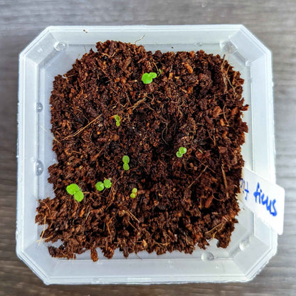 Ficus 'Fig Tree' Seeds