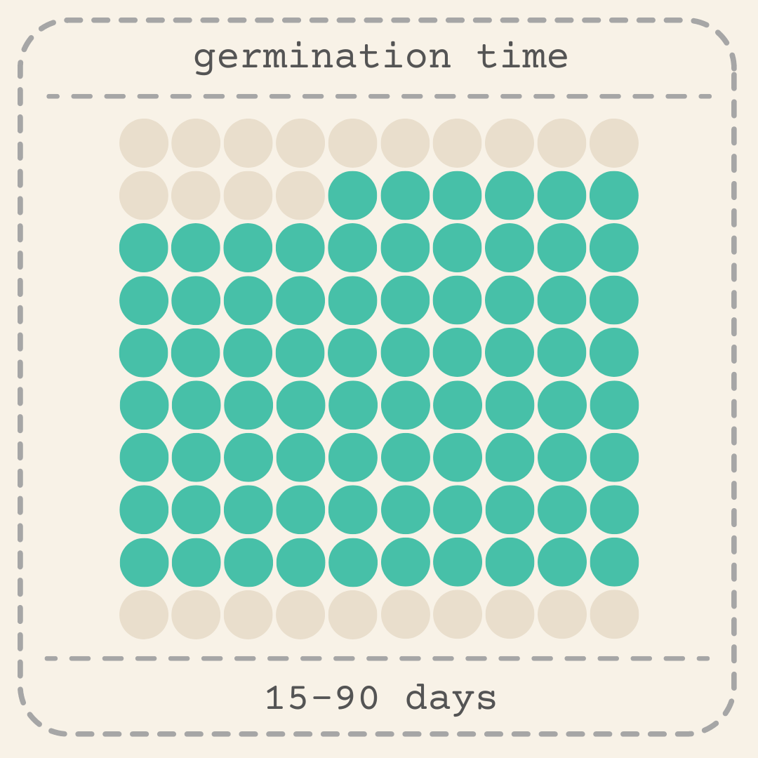 Ficus 'Fig Tree' Seeds